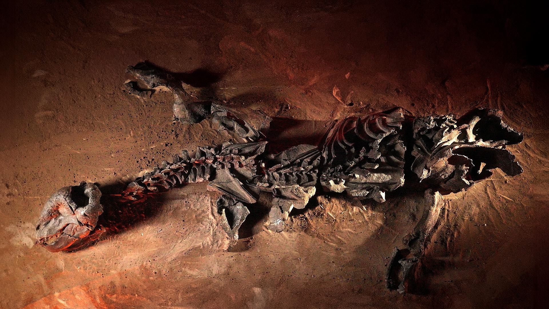 Polsat Viasat Nature HD