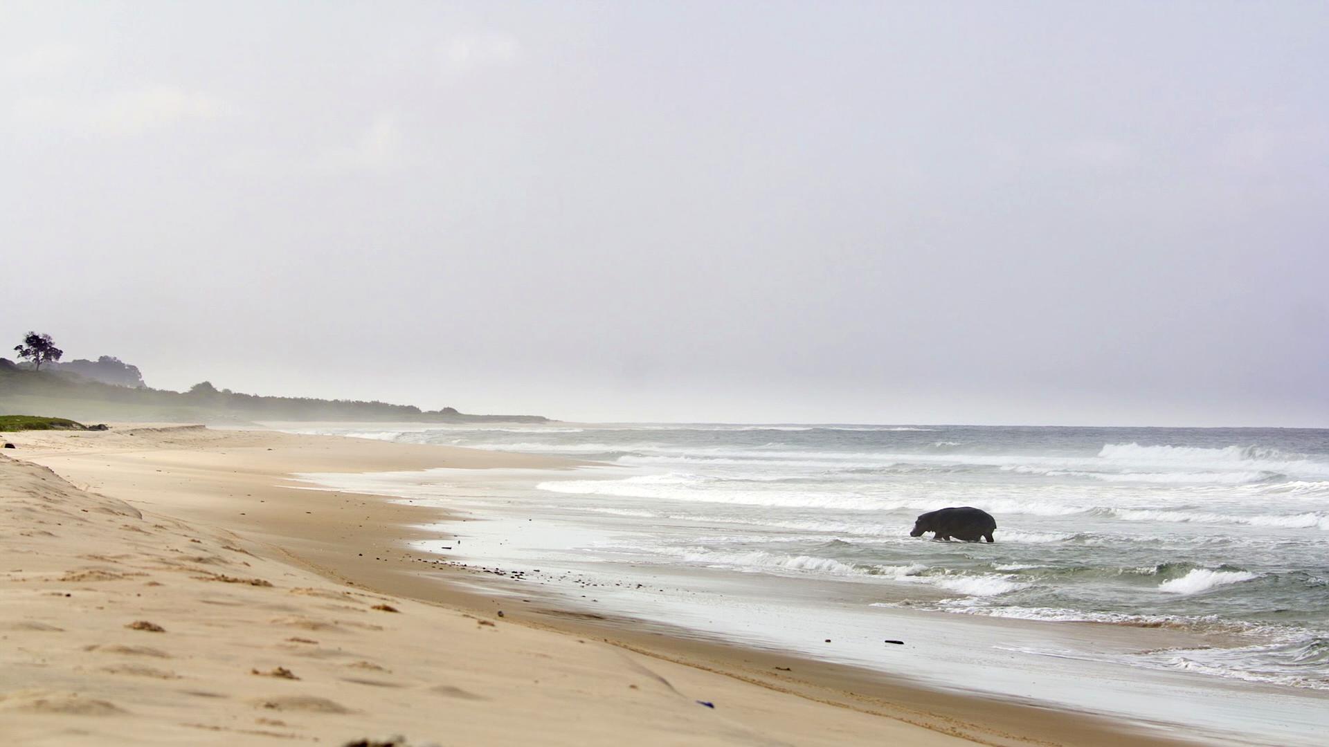 Hipopotamy z Gabonu: nietypowi surferzy